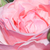 Růžová - Grandiflora - Queen Elizabeth
